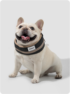Dog wearing a cooling collar outdoors