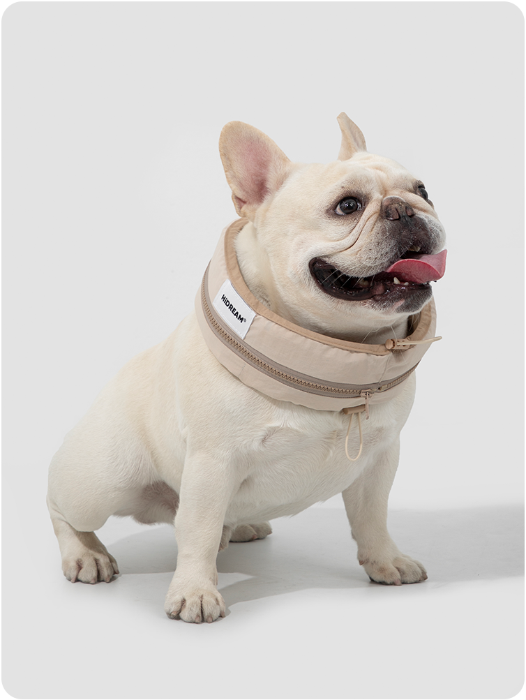 Dog wearing a milk brown cooling collar outdoors