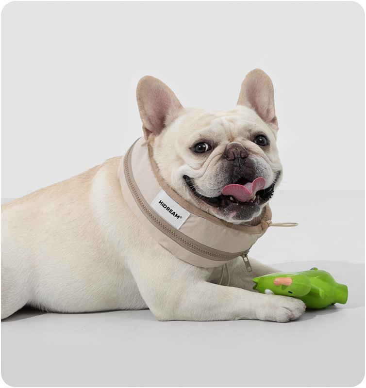 Dog wearing a milk brown cooling collar at home