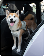 Dog using the Valley pet car safety belt during a car ride