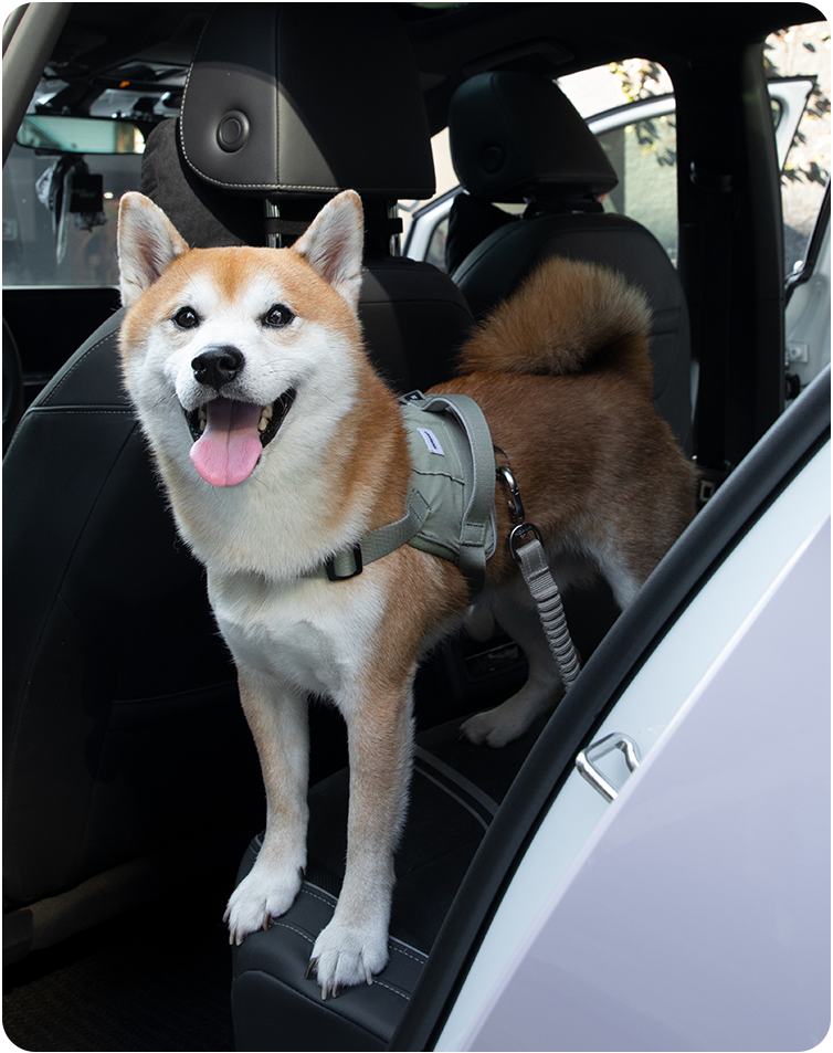 Dog using the Valley pet car safety belt during a car ride