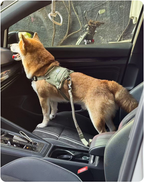 Dog secured with the Valley pet car safety belt in a back seat
