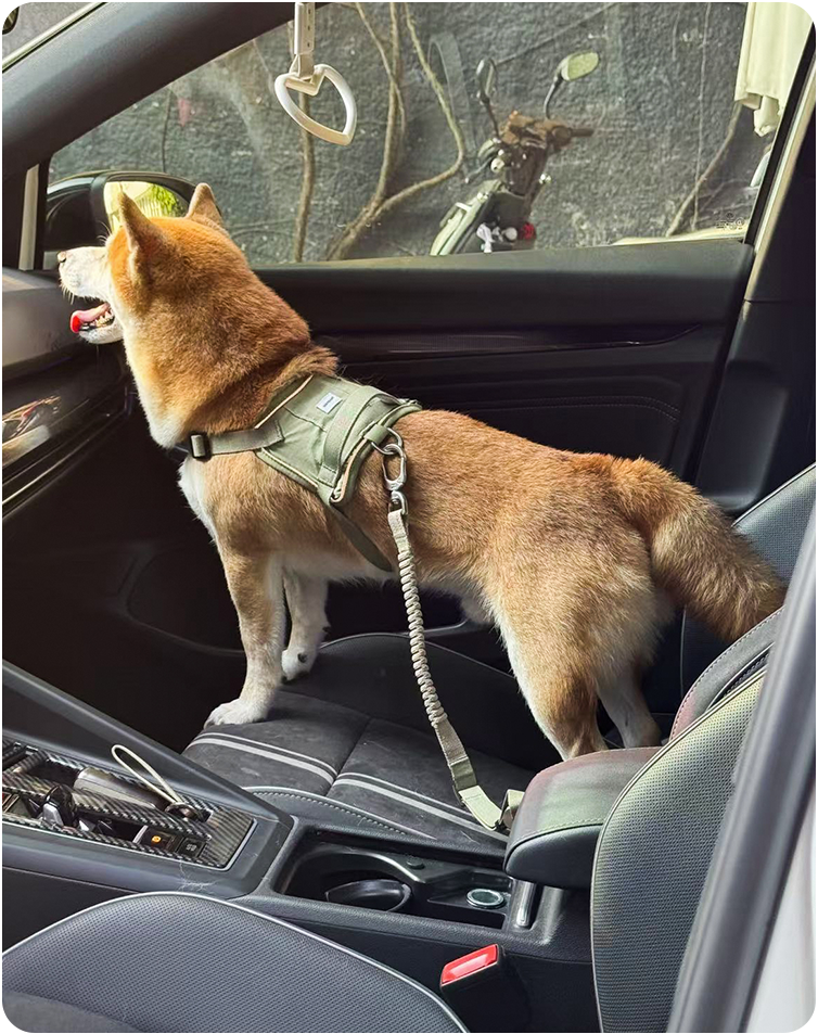 Dog secured with the Valley pet car safety belt in a back seat