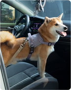 Dog resting in a car while wearing the Valley pet car safety belt