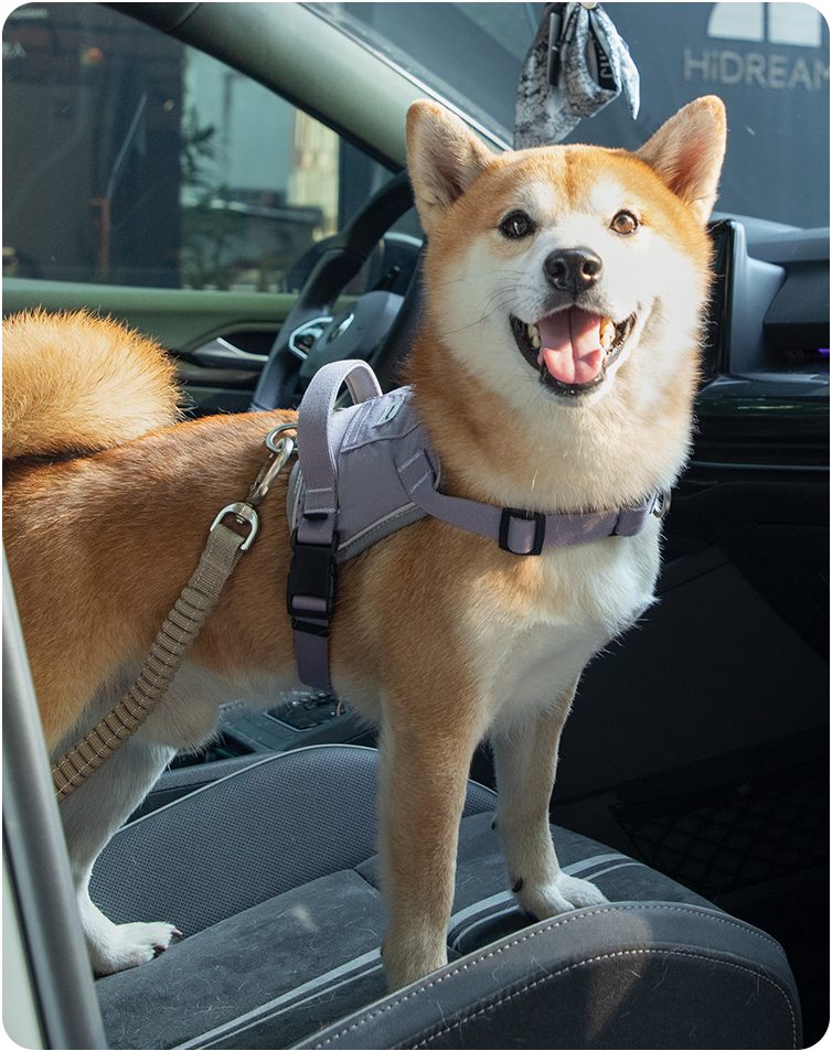Dog traveling with the Valley pet car safety belt