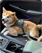Dog seated in a vehicle with the Valley pet car safety belt