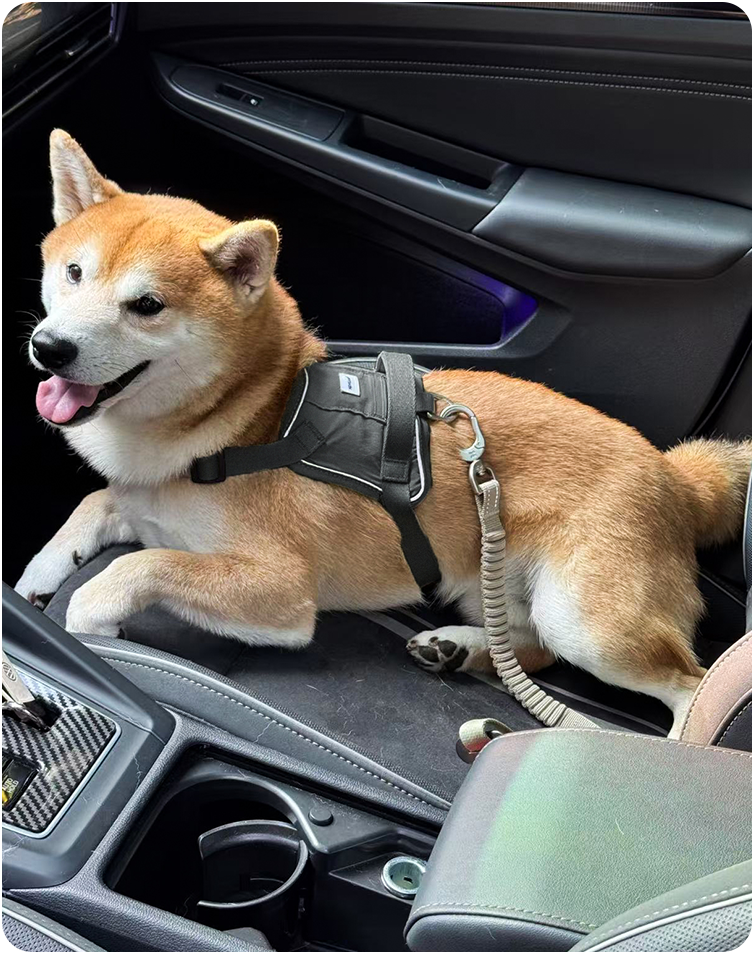 Dog seated in a vehicle with the Valley pet car safety belt