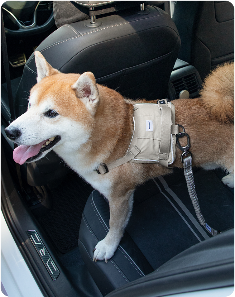 Dog wearing the Valley pet car safety belt on a car journey