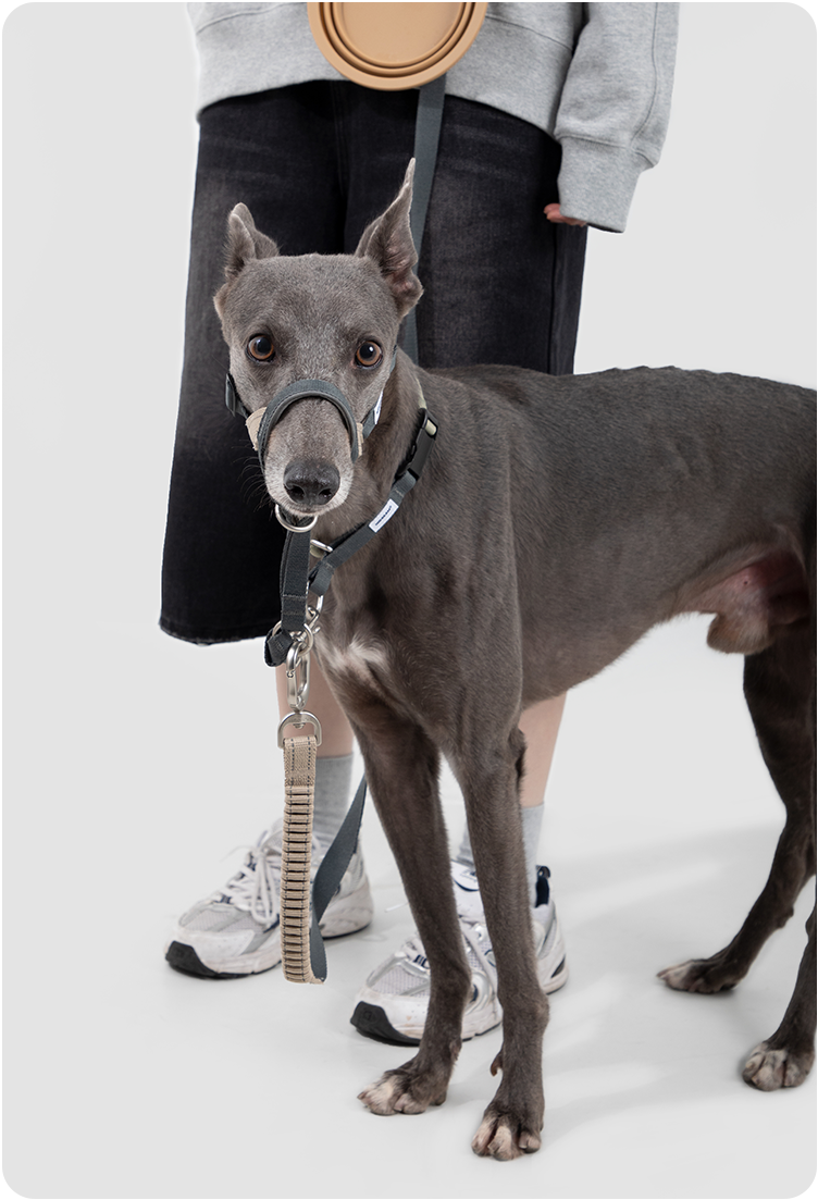 Buckwheat Gray Valley training dog muzzle outdoor view