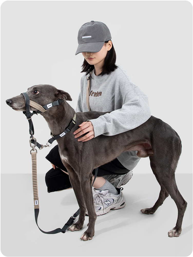 Buckwheat Gray Valley training dog muzzle close-up