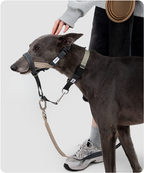 Buckwheat Gray Valley training dog muzzle in use