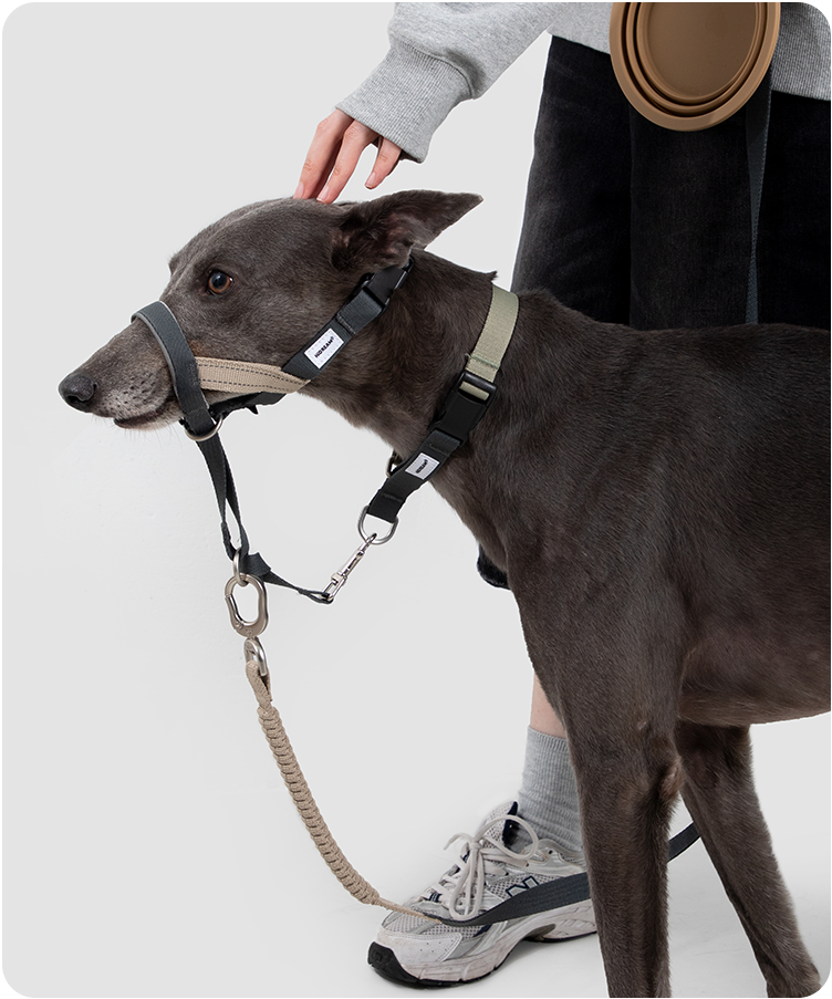 Buckwheat Gray Valley training dog muzzle in use