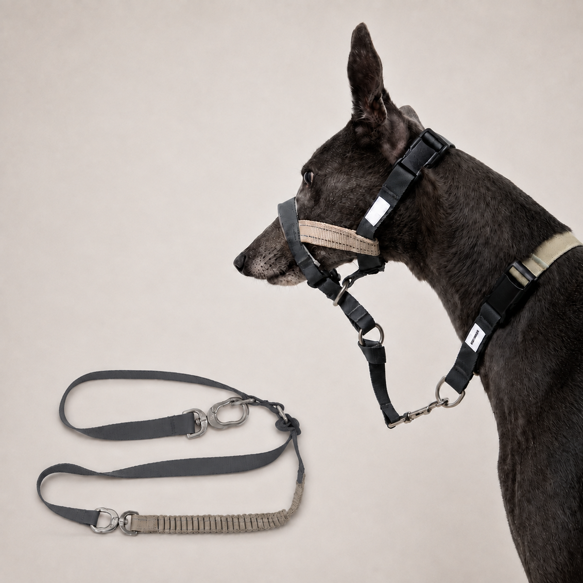 Buckwheat Gray HD029012 dog muzzle with bungee leash set SKU image