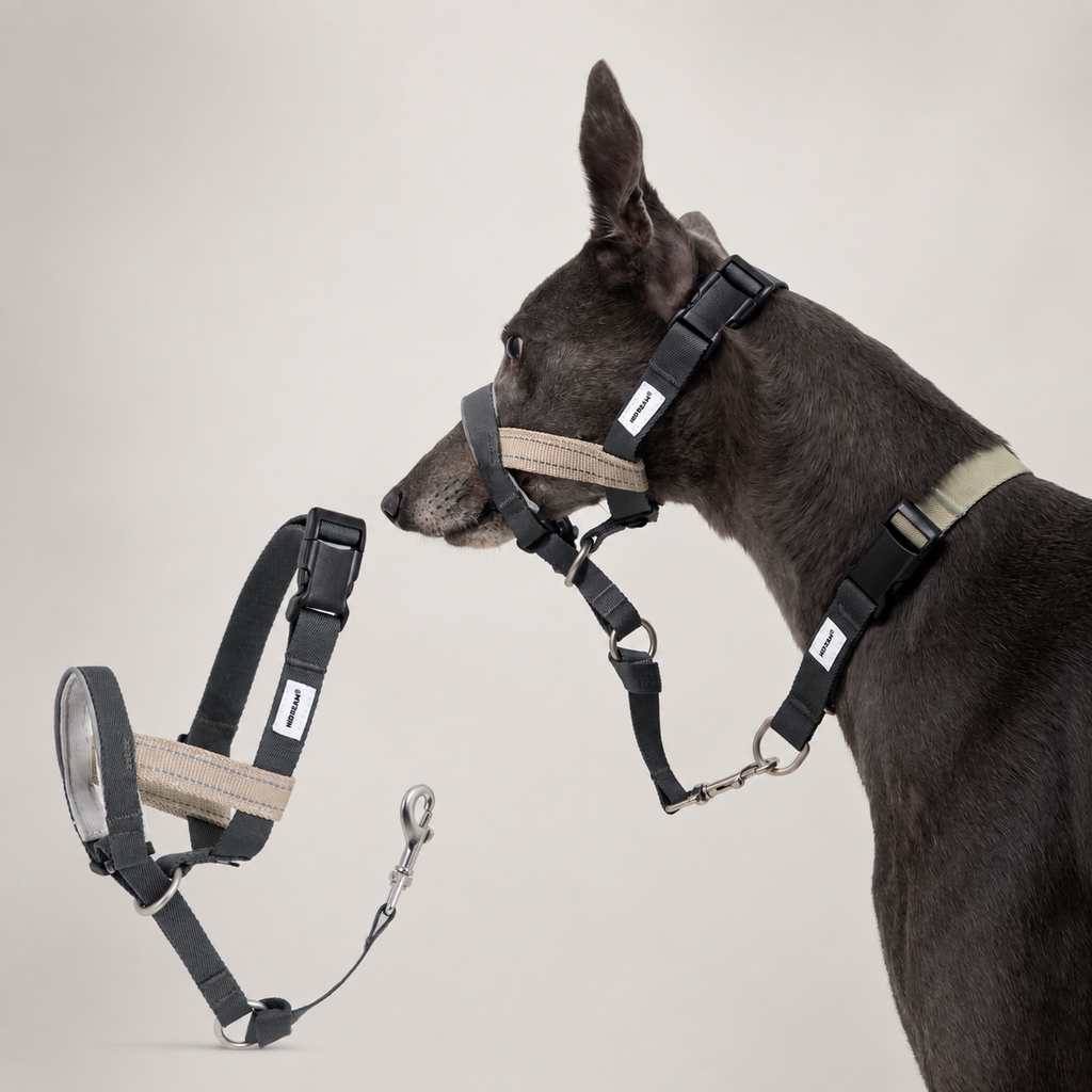 HD029012 Buckwheat Gray dog muzzle SKU product image