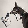HD029012 Buckwheat Gray dog muzzle SKU product image