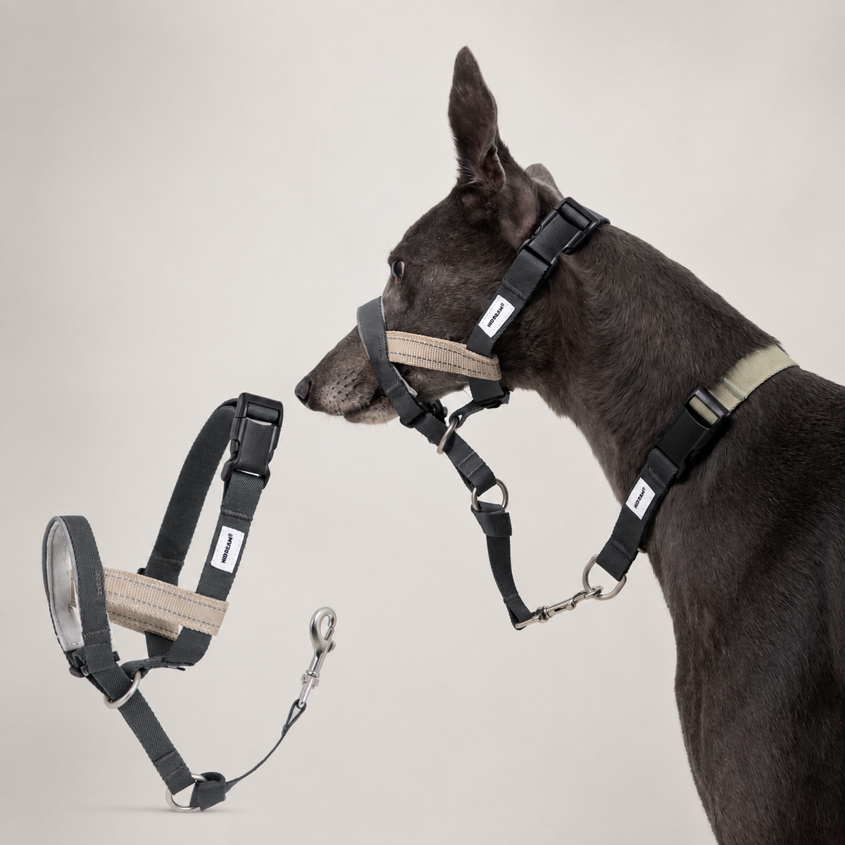 HD029012 Buckwheat Gray dog muzzle SKU product image