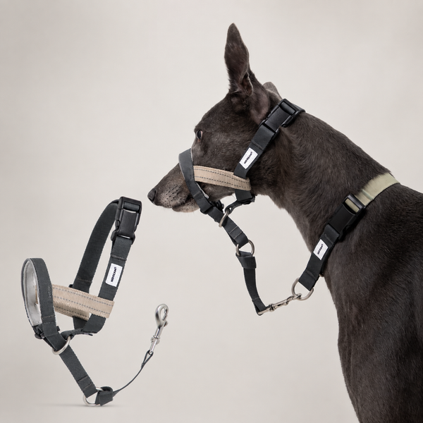 Valley No-Pull Training Dog Muzzle | Bungee Leash Set Option