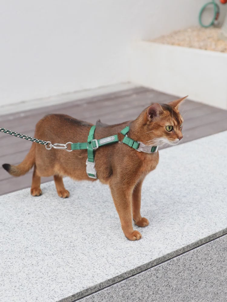 Bobo Series rope spliced nylon cat vest set demonstration