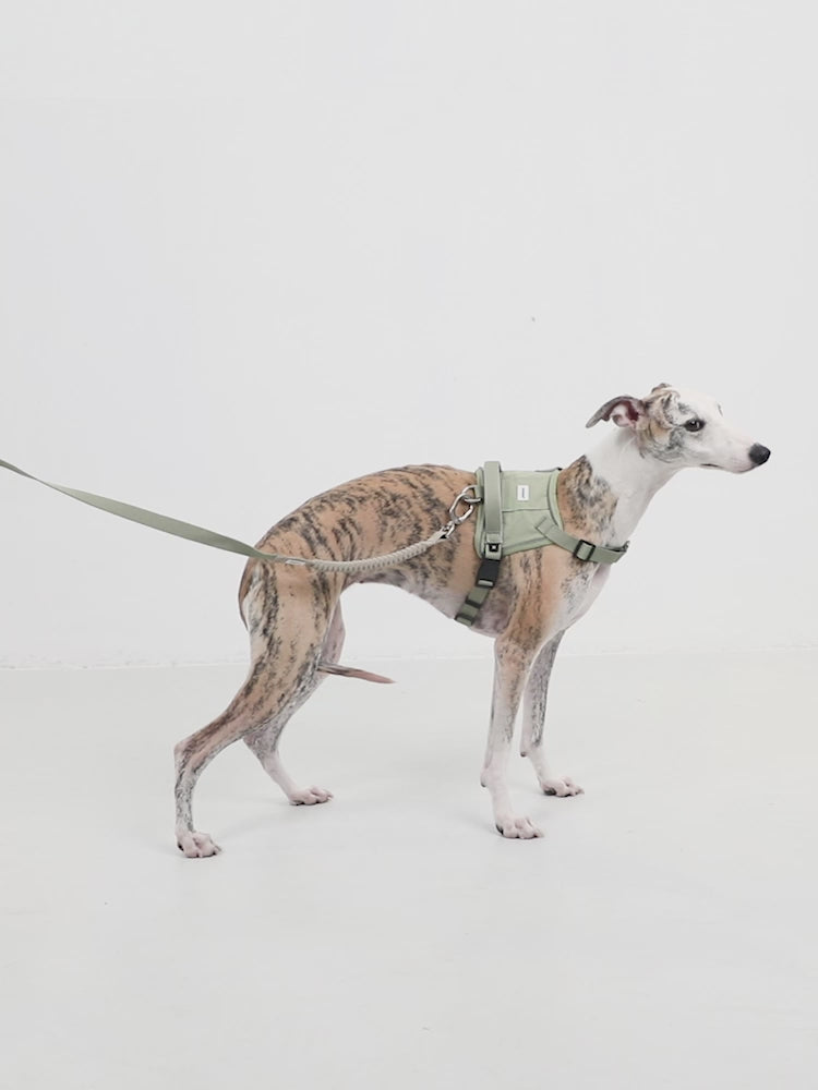Valley Multi-Function Bungee Leash product video
