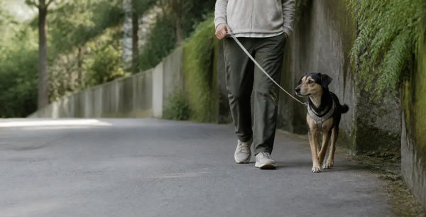 Dog outdoor walking gear including harnesses and leashes